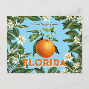 Carte Postale Salutations Rétro Vintage de Floride Fruit Orange