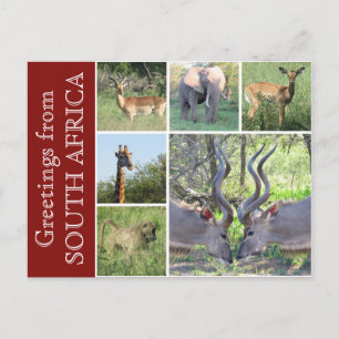 Carte Postale salutations sud-africaines