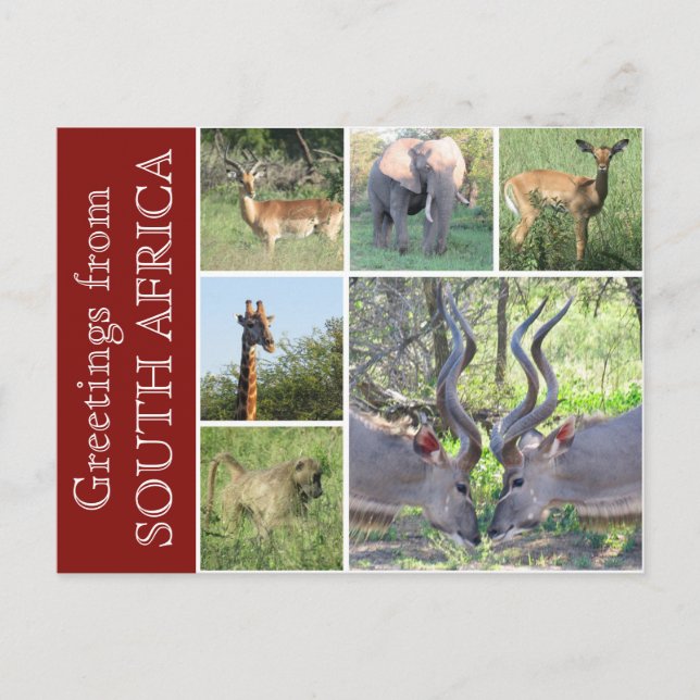 Carte Postale salutations sud-africaines (Devant)