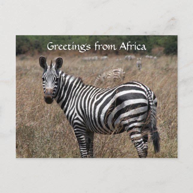 Carte Postale salutations zebra (Devant)