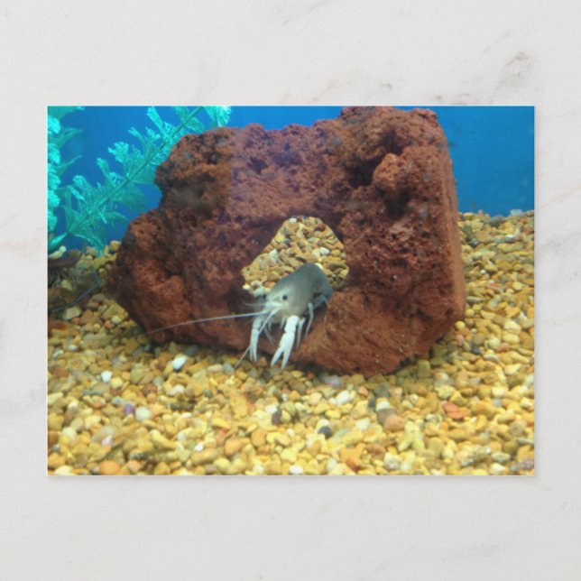 Carte Postale Sam le homard bleu écrevisse (Devant)