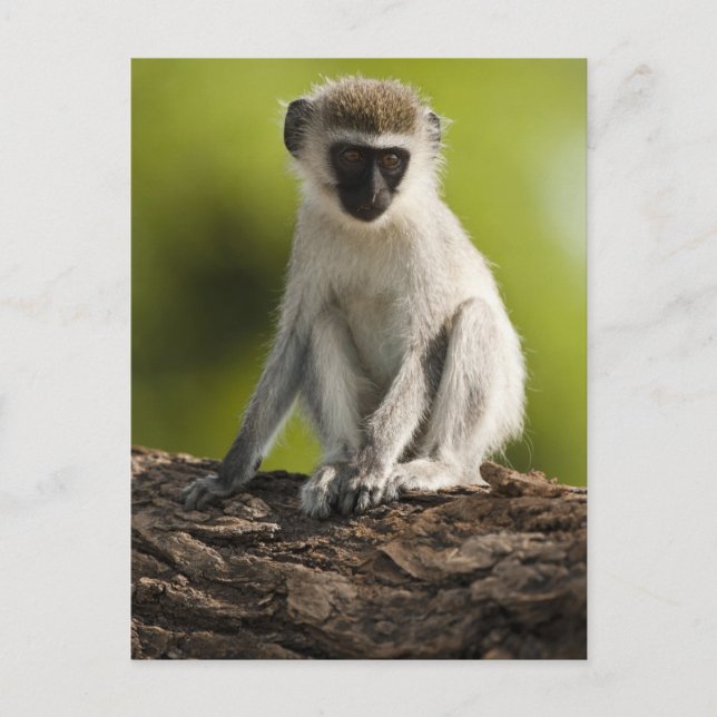 Carte Postale Samburu Game Reserve, Kenya, Vervet Monkey, (Devant)