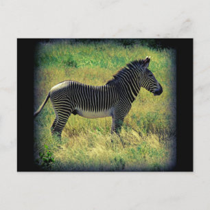 Carte Postale Samburu Zebra