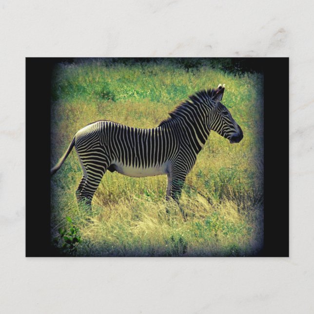 Carte Postale Samburu Zebra (Devant)