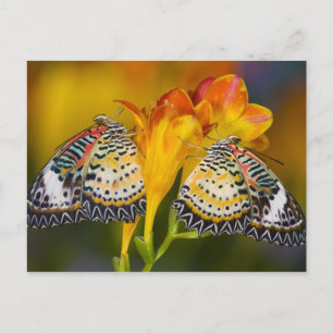 Carte Postale Sammamish, Washington. Papillons tropicaux 68