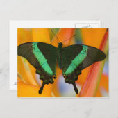 Carte Postale Sammamish, Washington Tropical Butterfly 19 (Devant / Derrière)