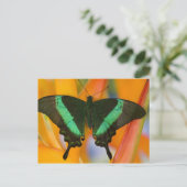 Carte Postale Sammamish, Washington Tropical Butterfly 19 (Debout devant)