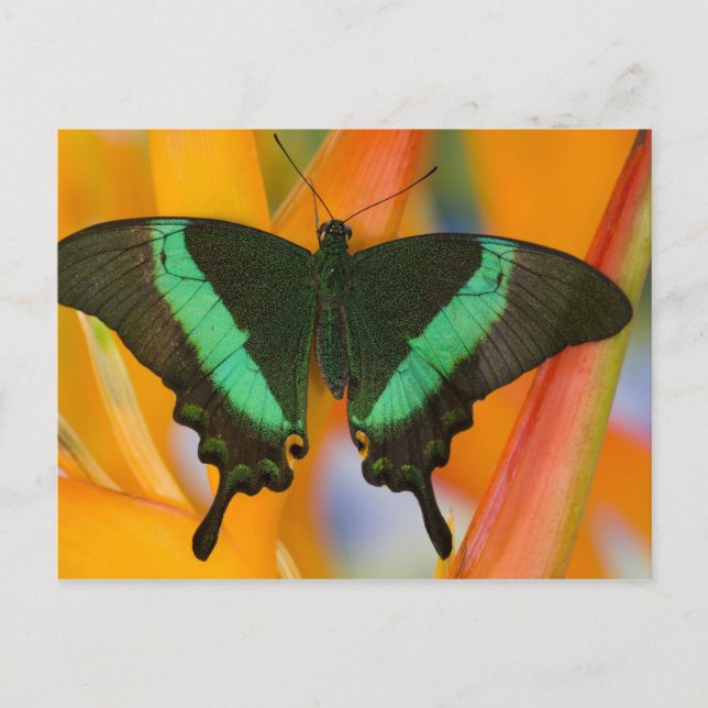 Carte Postale Sammamish, Washington Tropical Butterfly 19 (Devant)
