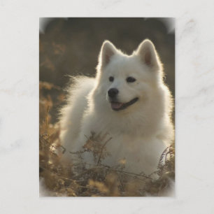 Carte postale Samoyed