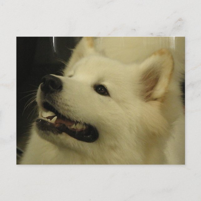 Carte postale Samoyed Puppy (Devant)