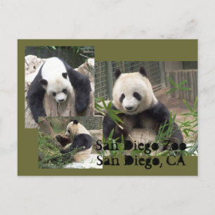 Carte postale San Diego Zoo