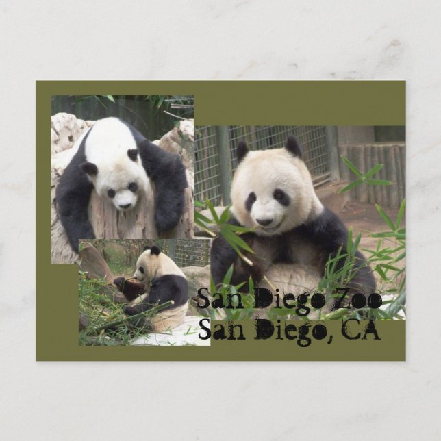 Carte postale San Diego Zoo (Devant)
