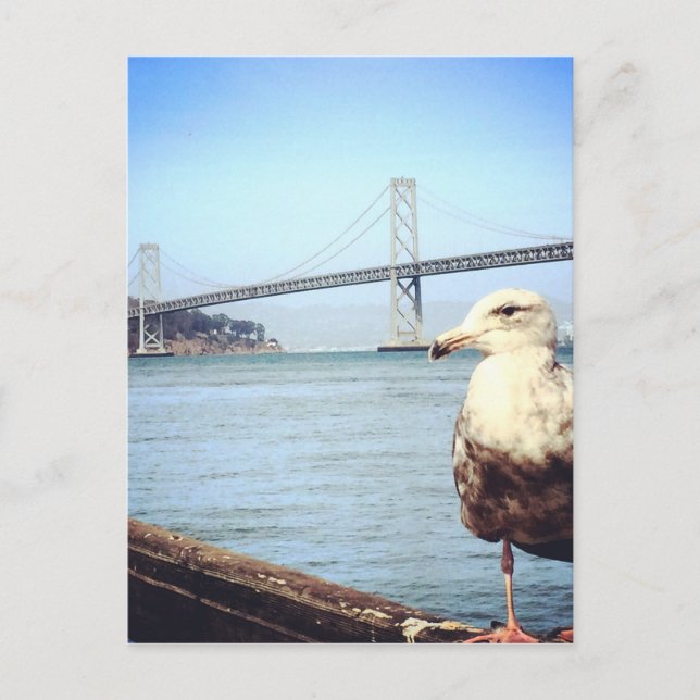 Carte Postale San Francisco Bay Bridge Seagull (Devant)