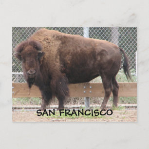 Carte postale San Francisco Bison !
