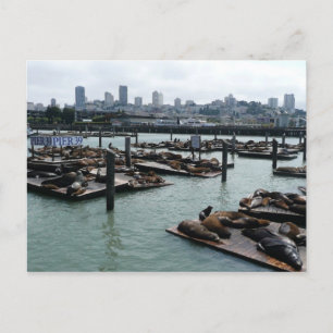 Carte Postale San Francisco et Otaries de Pier 39 Ciel de la Vil