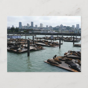 Carte Postale San Francisco et Pier 39 Sea Lions City Skyline