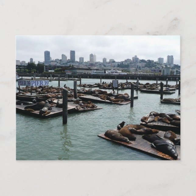 Carte Postale San Francisco et Pier 39 Sea Lions City Skyline (Devant)