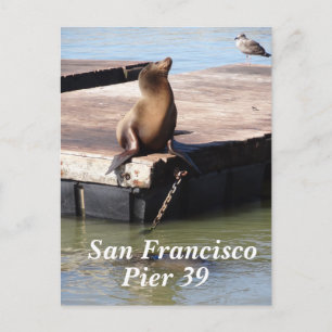 Carte postale San Francisco Pier 39 Sea Lion
