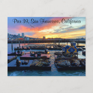Carte postale San Francisco Pier 39 Sea Lions #8-2