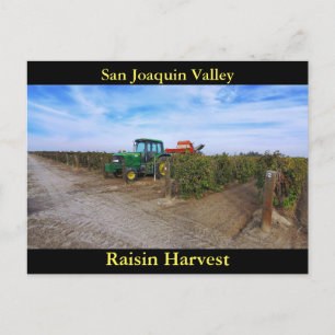 Carte Postale San Joaquin Valley Raisin Harvest
