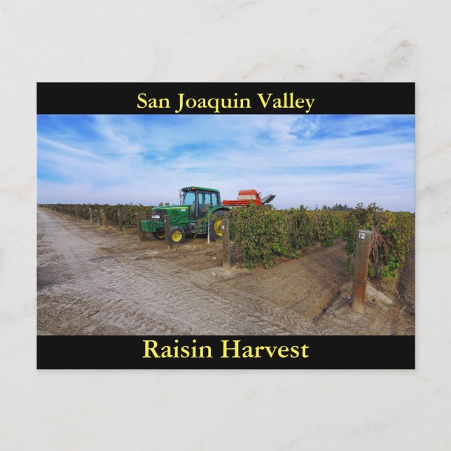 Carte Postale San Joaquin Valley Raisin Harvest (Devant)