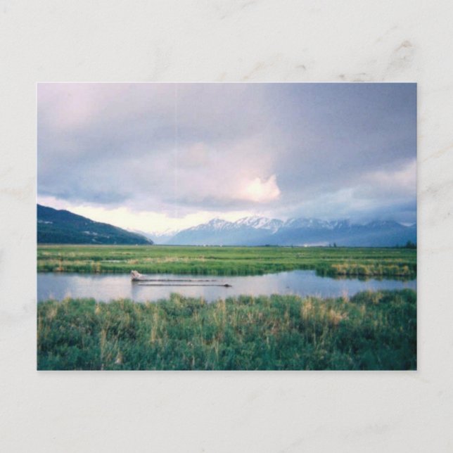 Carte Postale Sanctuaire de l'Alaska (Devant)