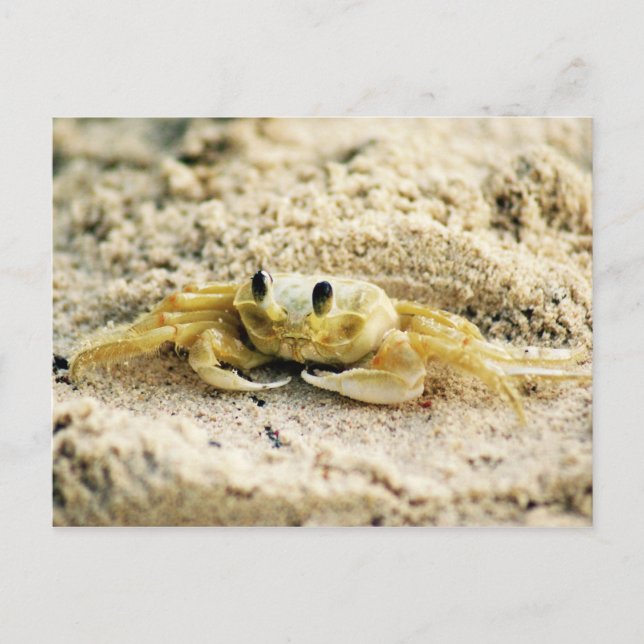 Carte Postale Sand Crab, Curacao, Caribbean islands, Photo (Devant)