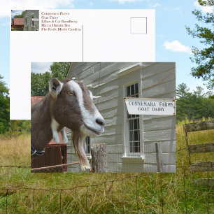 Carte Postale Sandburg Connemara Fermes de chèvre laitière