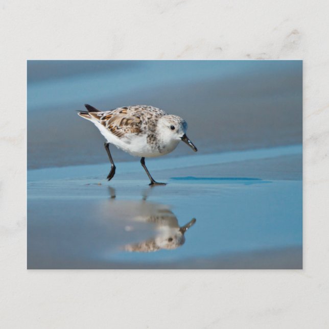 Carte Postale Sanderling (Calidris Albe) Feeding On Wet Beach (Devant)