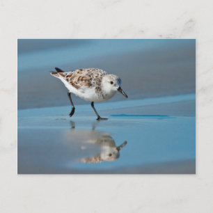 Carte Postale Sanderling (Calidris Albe) Feeding On Wet Beach