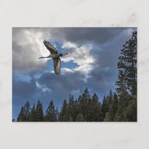 CARTE POSTALE SANDHILL CRANE