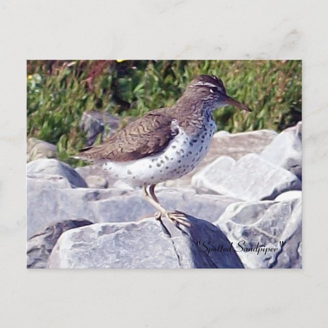 Carte postale Sandpiper 1 tacheté (Devant)