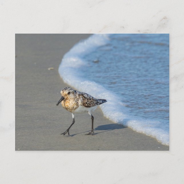 Carte postale - Sandpiper sur la plage (Devant)
