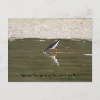 Carte Postale Sandpiper tacheté au parc d'état de Codorus