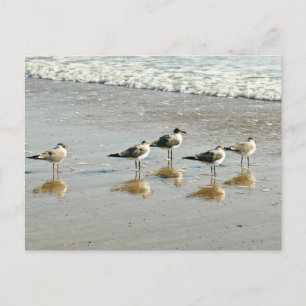 Carte Postale Sandpipers au bord de l'océan