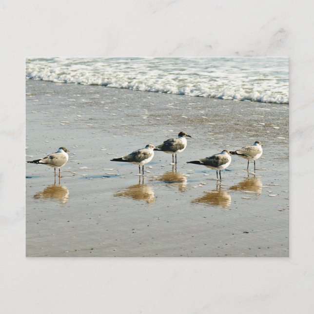 Carte Postale Sandpipers au bord de l'océan (Devant)