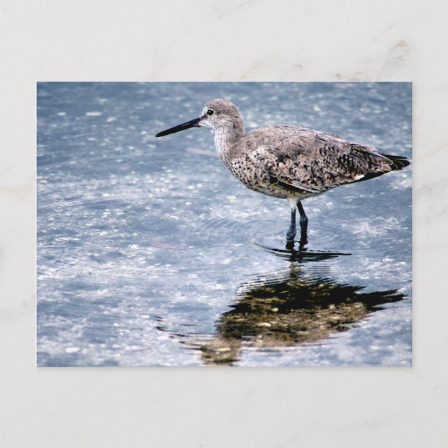 Carte Postale Sandpipper (Devant)