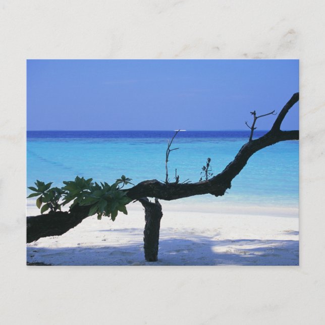 Carte Postale Sandy Beach 8 (Devant)