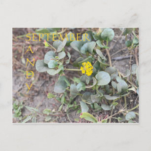 CARTE POSTALE SANDY SEPTEMBRE