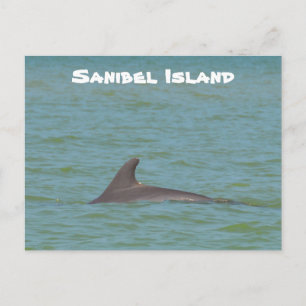 Carte Postale Sanibel Dolphin
