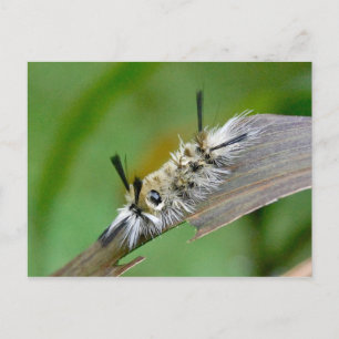 Carte postale sans titre