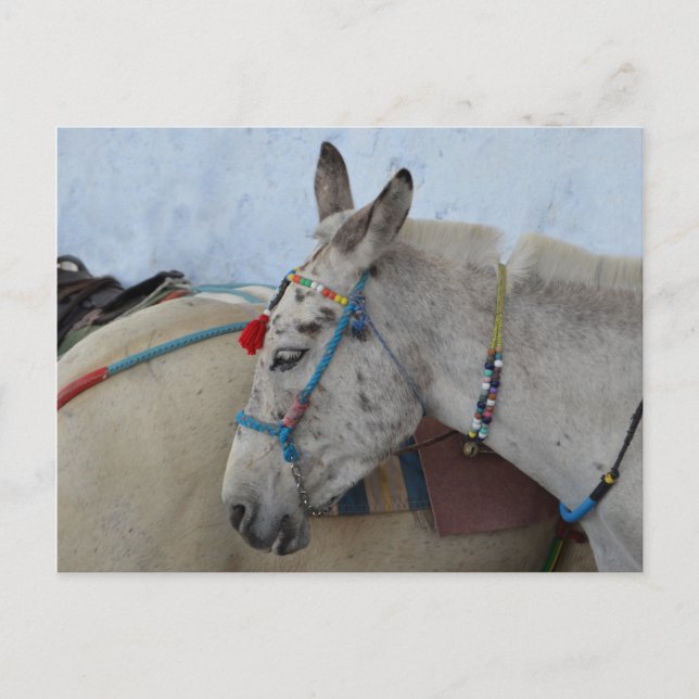 Carte postale Santorin Donkey (Devant)