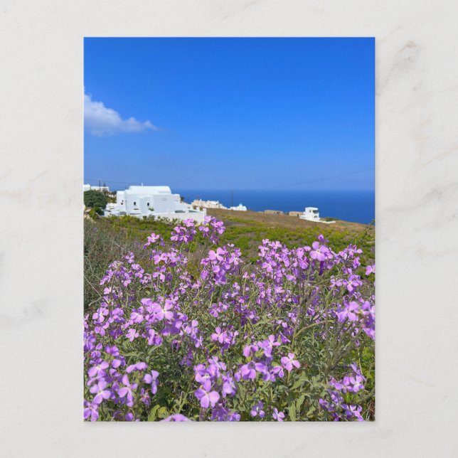 Carte Postale Santorin Grèce Bâtiment blanc Violet Fleur sauvage (Devant)