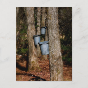 Carte Postale Sap Bucks