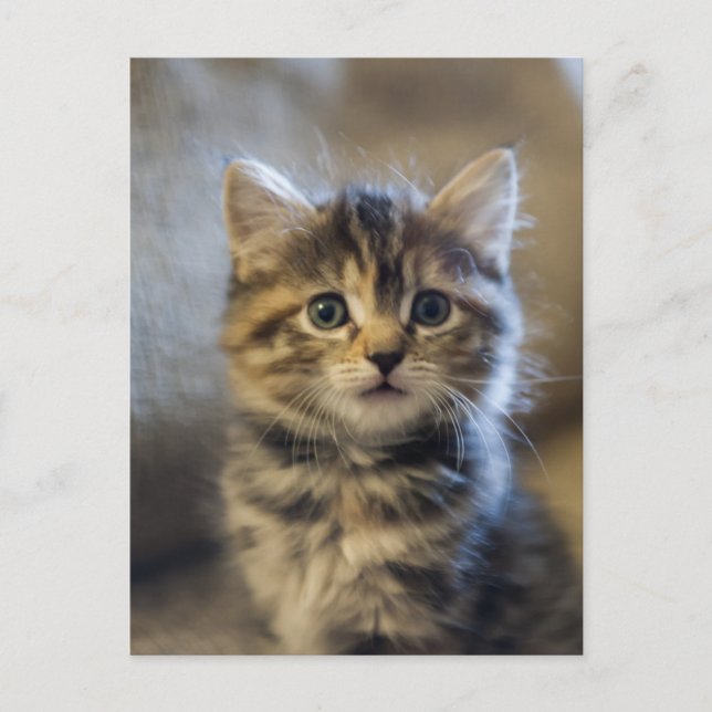 Carte Postale Sapphire (Devant)