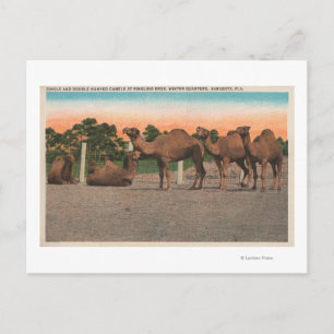 Carte Postale Sarasota, Floride - Camels à Ringling Bros