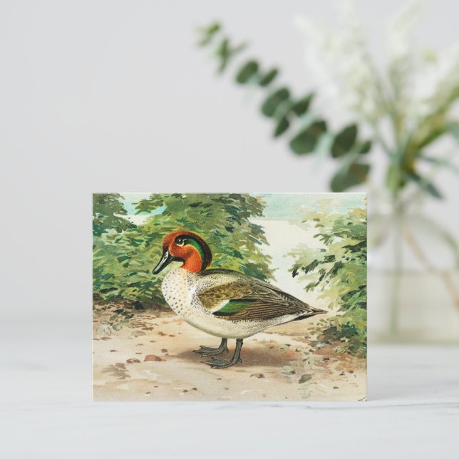 Carte Postale Sarcelle à ailes vertes (Debout devant)