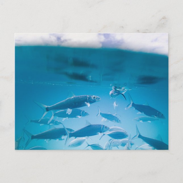 Carte Postale Sardines nageant dans une eau bleu clair (Devant)