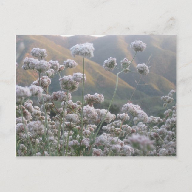 Carte Postale Sarrasin de Californie (Devant)