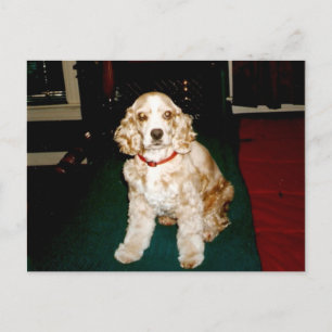 Carte Postale sassy